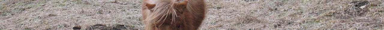 Zwergshetlandpony am Weg zur Simonh�he.