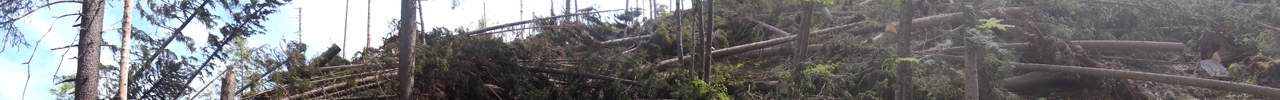 Windbruch beim Aufstieg.