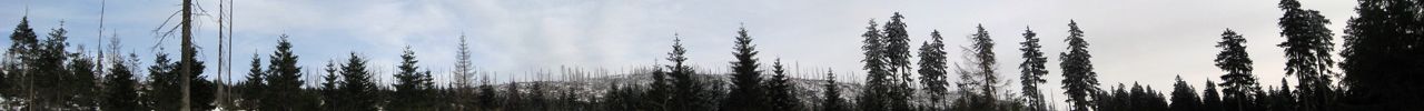 Maroder Wald am Weg zur Dreieckmark.